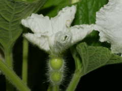 �q���E�^���̎���