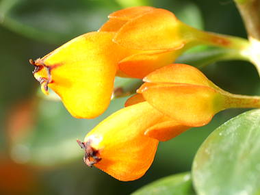 �q�|�V���^�̉�