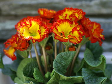 プリムラ・ポリアンサの八重咲き(黄色と赤)