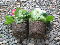 苗(プリムラ・ポリアンサ)