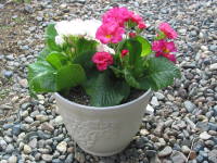 苗の植え付け後(プリムラ・ポリアンサ)