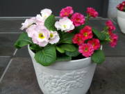 プリムラ・ポリアンサ