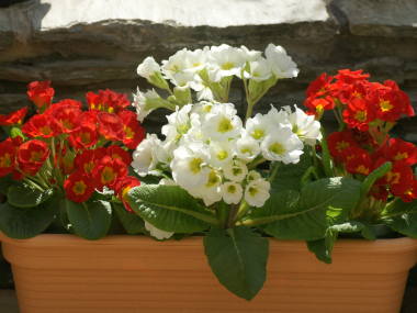 プリムラ・ポリアンサ