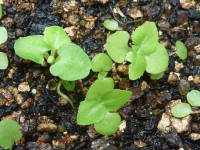 発芽(プリムラ・ポリアンサ)