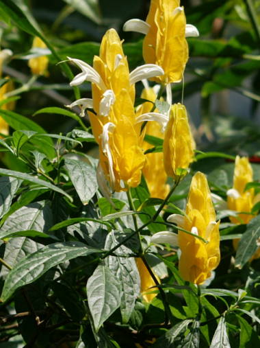 �p�L�X�^�L�X�E���e�A�̉ԏ�