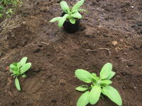 �A���t���i�y�C���e�b�h�Z�[�W�j