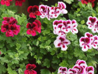 �y�����S�j�E��