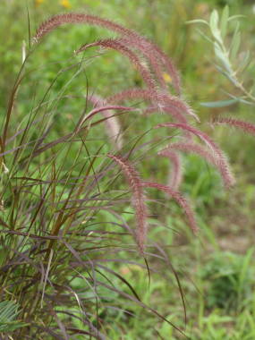 �y�j�Z�^���E�Z�^�P�E��