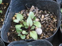 ��܂���A��3�����i�y���X�e�����j