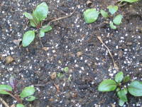 ��A�i�y���X�e�����j