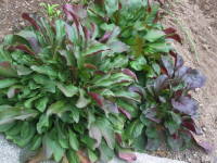 ���N�i�y���X�e�����j