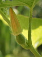 ���Ԃ��Q�i�������Ⴉ�ڂ���j