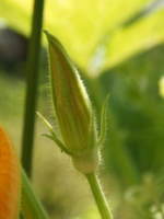 �Y�Ԃ��Q�i�������Ⴉ�ڂ���j