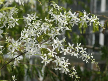 ペトレア・ヴォルビリス(アルビフロラ)