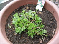 �c�̐A���t���i�|�[�`�����J�j