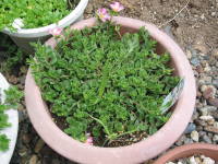 �}���肪����قǑ傫���Ȃ����i�|�[�`�����J�j