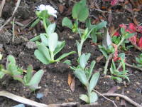 ��ɑ}����i�|�[�`�����J�j