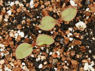 ����i�v�`���[�^�X�j