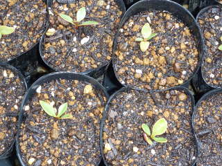 ���A���i�v�`���[�^�X�j