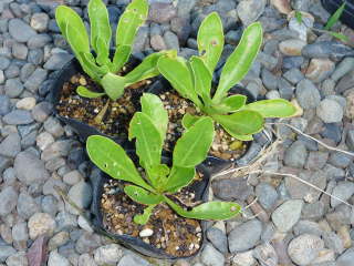 �A���t���O�̃|�b�g�c�i�v�`���[�^�X�j