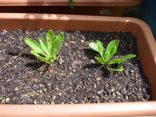 �v�����^�[�֒�A�i�v�`���[�^�X�j