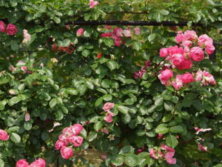 �A���W�F���i�c���o���j