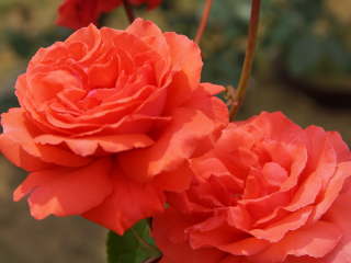 �h�D�t�g�{���P�i�o���j