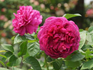 �U�E�_�[�N���f�B�i�o���j