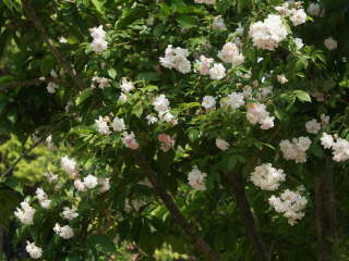 �|�[���Y�q�}���������X�N�i�c���o���j