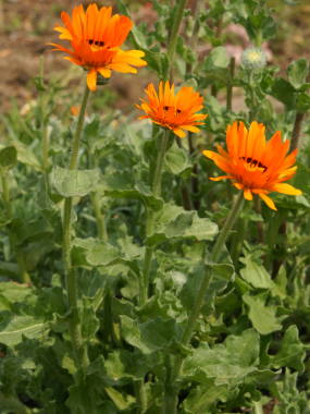 �x�j�W���[���i�x�j�W�E���j