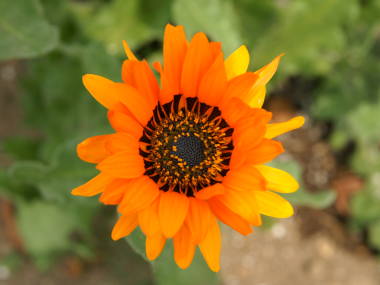 �x�j�W���[���i�x�j�W�E���j