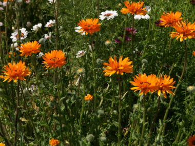 �x�j�W���[���i�x�j�W�E���j