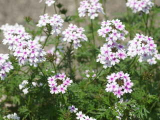 �o�[�x�i�E�e�l��