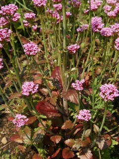 �o�[�x�i�E�{�i���G���V�X