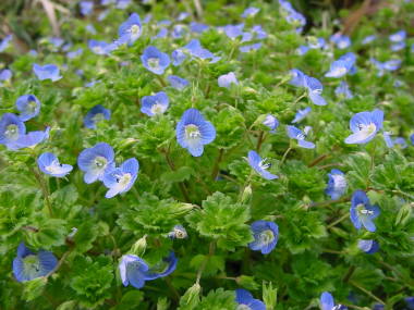 �I�I�C�k�m�t�O��