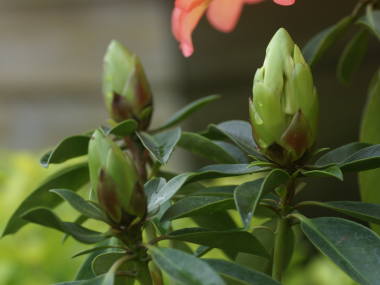 �}���[�V�A�V���N�i�Q���Q