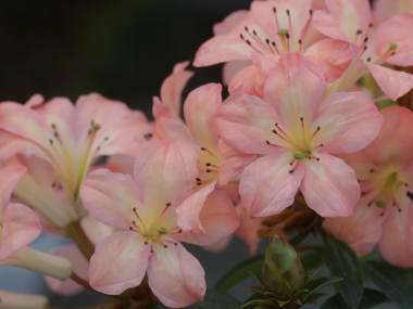 �}���[�V�A�V���N�i�Q�i���F�j