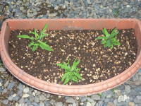 �r�X�J���A�i���ɒ�A�j