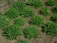 �r�X�J���A�i��A���ň�����t�̕c�j