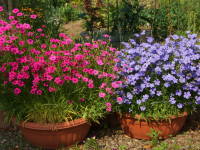 �r�X�J���A�i���A���̊J�ԁj