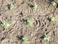 �r�X�J���A�i��ɒ�A�j