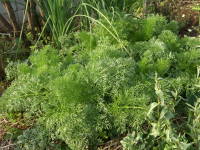 �A���t�������R�����i�z���C�g���[�X�t�����[�j