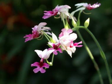 �J�����Z