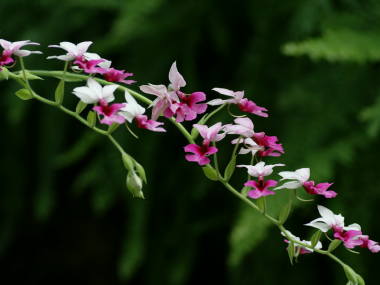 �J�����Z�̒����Ԍs