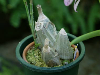 �J�����Z�̗��t�����o���u