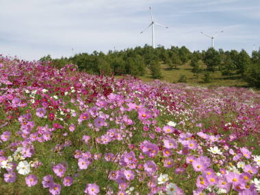 ��R�̃R�X���X