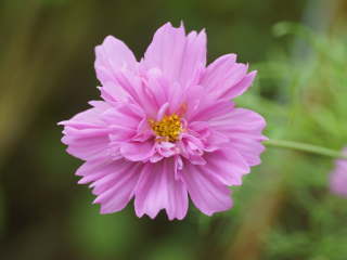 �_�u���N���b�N�i�R�X���X�j