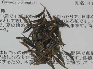 �R�X���X�̎�