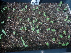 ���܂��i�S�f�`�A�j