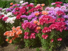 �J�ԁi�S�f�`�A�j